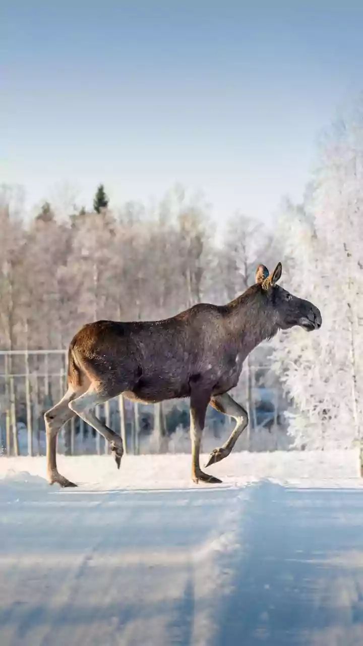 Why Sweden is a must-visit for wildlife lovers