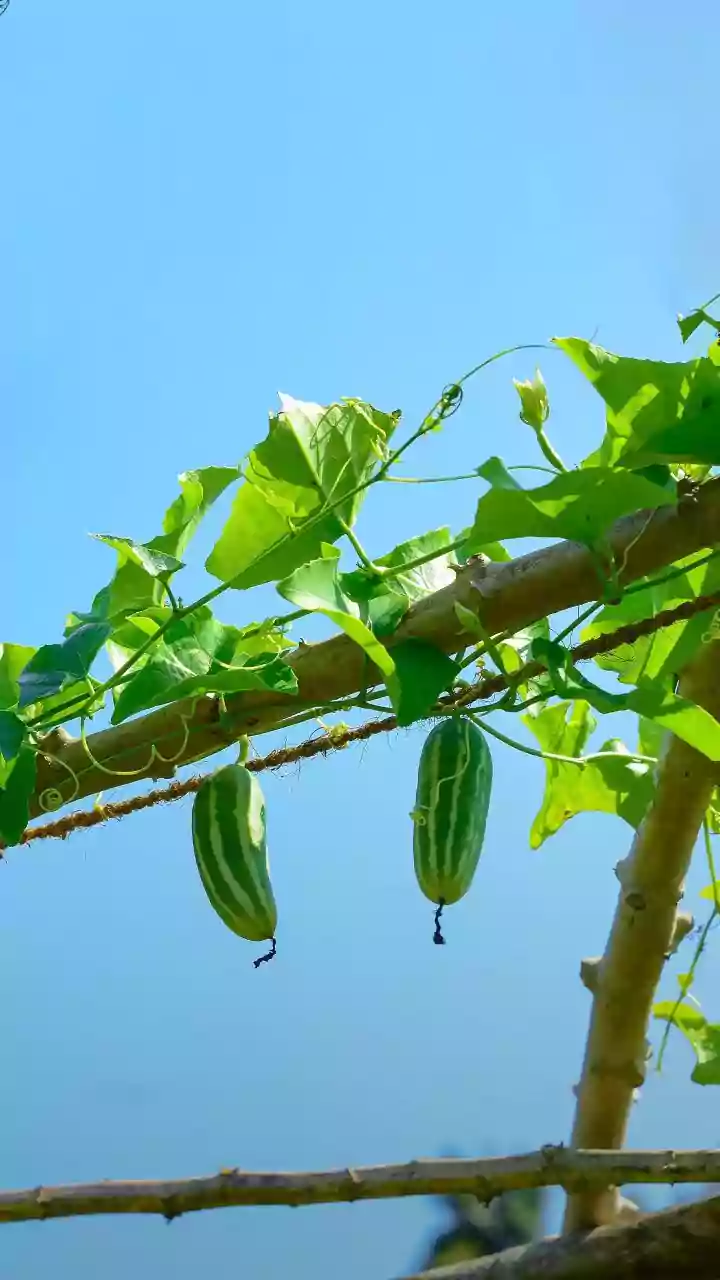 Easy Vegetables For Your First Kitchen Garden