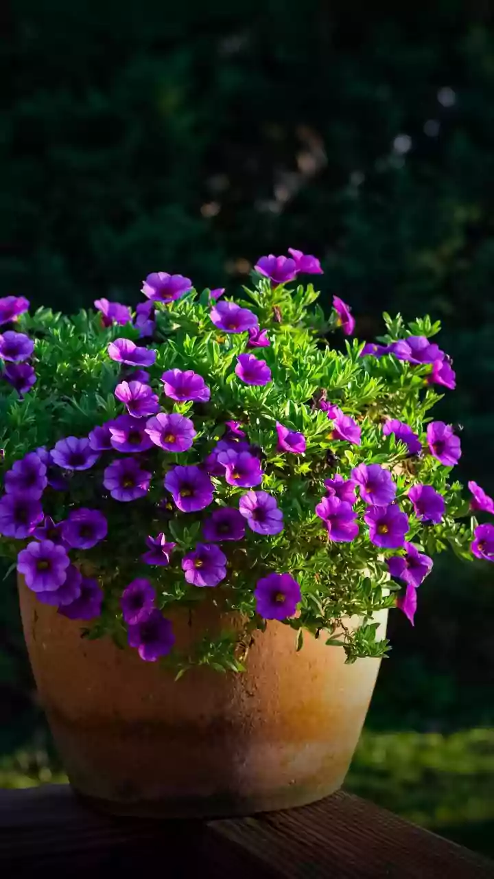 Container Gardening After A Fresh Potting Guide Challenging Gravel Layers: Keep Soil Structure In View