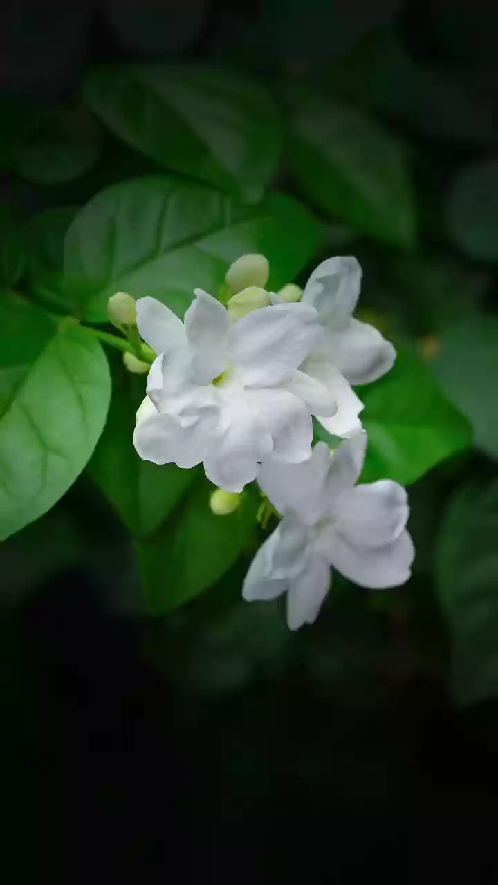Fragrant flowers to grow at home for beauty, aroma and low-maintenance gardening