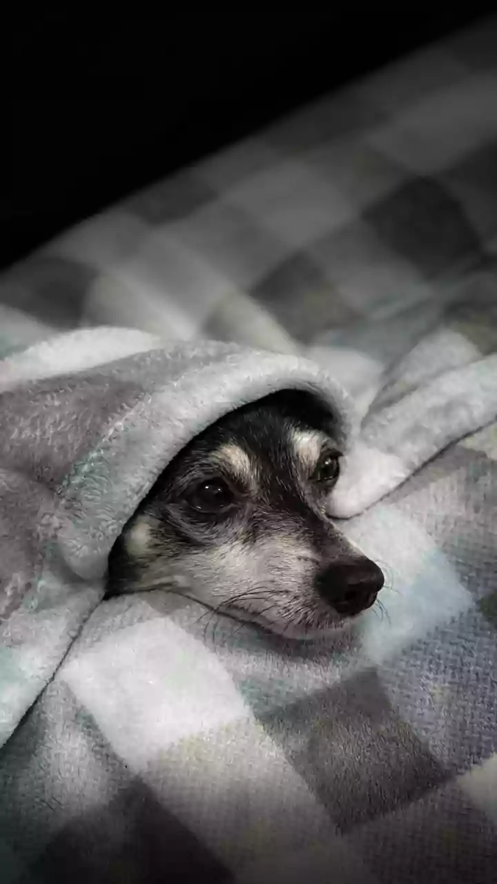 Como saber se seu cão entrou na “velhice” e as mudanças urgentes que você precisa fazer em casa