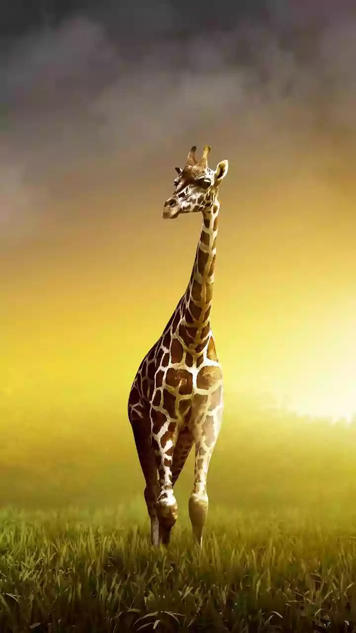 Safari Etiquette Helps Protect Both Wildlife and Visitor Trust