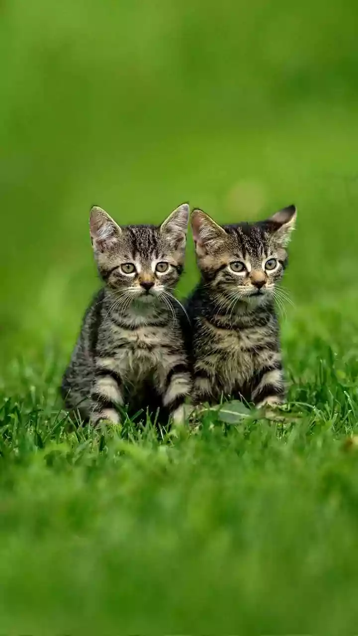 União Europeia proíbe reprodução seletiva de cães e gatos; entenda a decisão