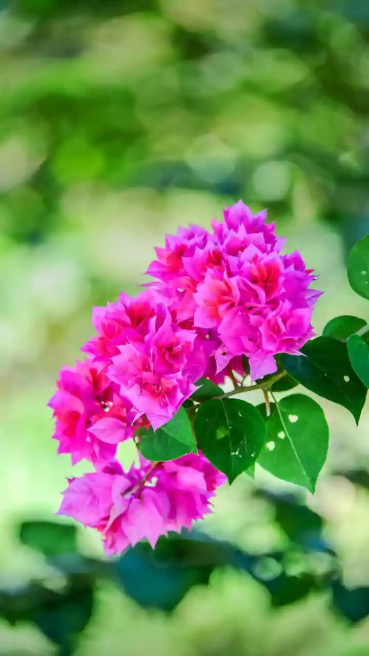 Tropical Home Garden Plants: Bougainvillea Along A Garden Boundary