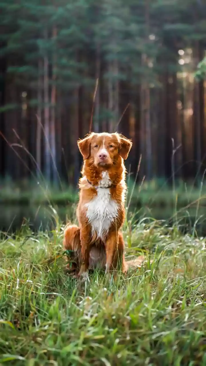 Do Not Leave a Damp Pet in a Cold or Poorly Ventilated Room