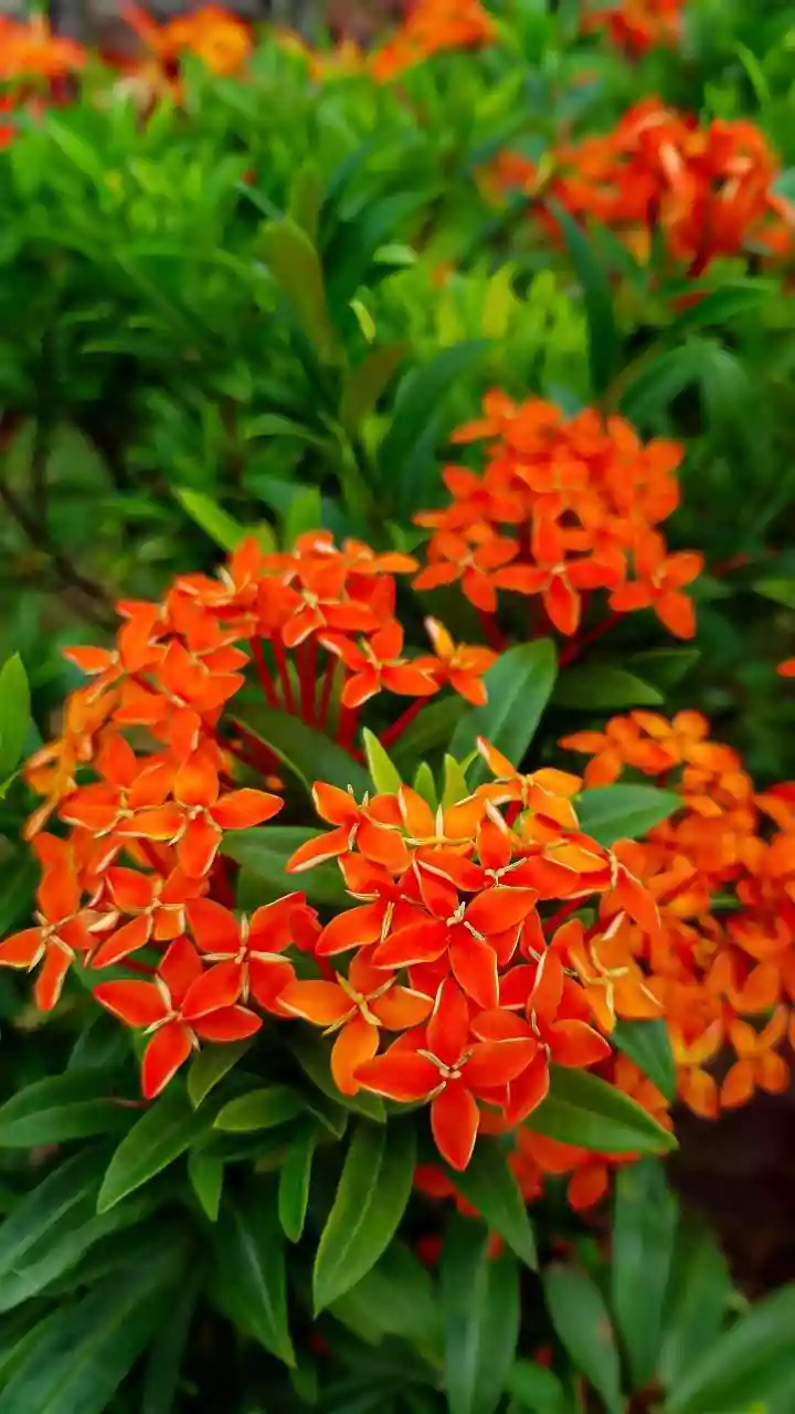 Rainy-Season Pruning Helps Keep Small Gardens Usable