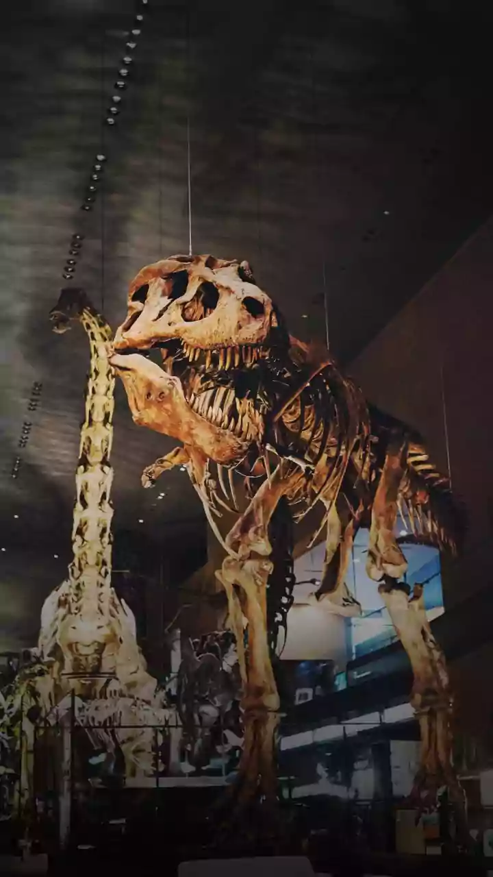 Alemanha irá devolver fóssil de dinossauro brasileiro Irritator challengeri