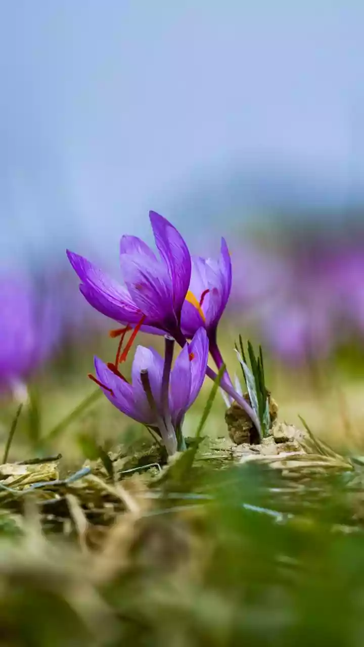 How to grow saffron at home