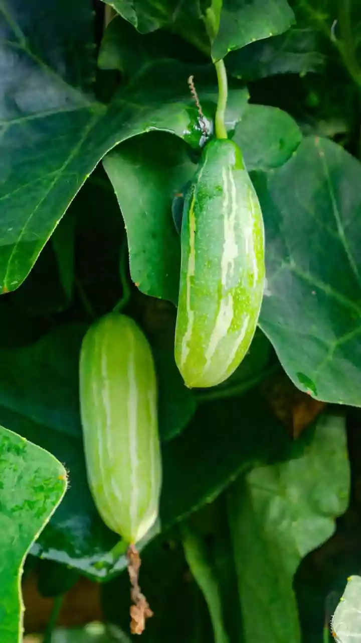7 Winter Veggies for Your Home Garden