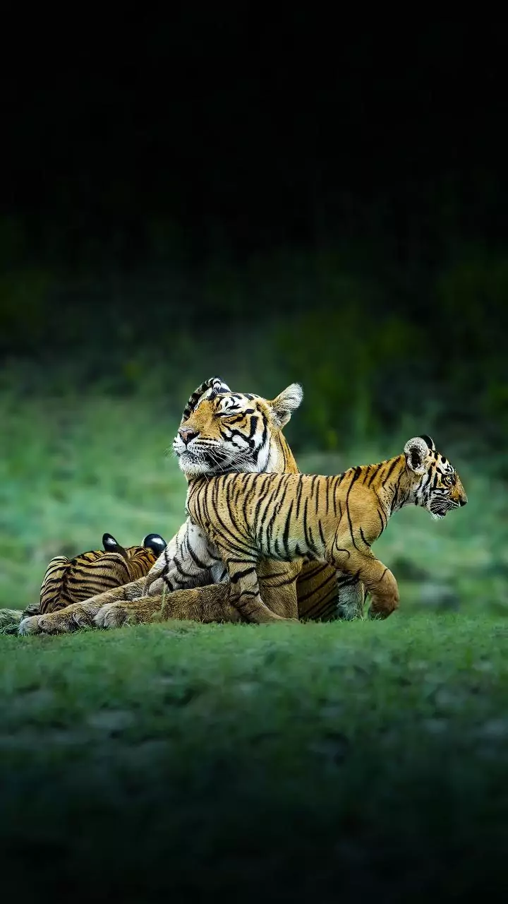 Conservation push: Tigress from Tadoba translocated to Sahyadri Reserve