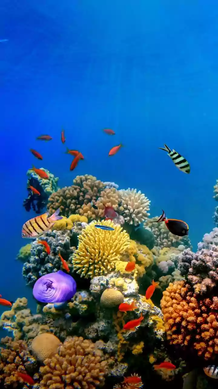 Why Resilient Coral Strains Support Ocean Life Protection Amid Rising Global Sea Temperatures