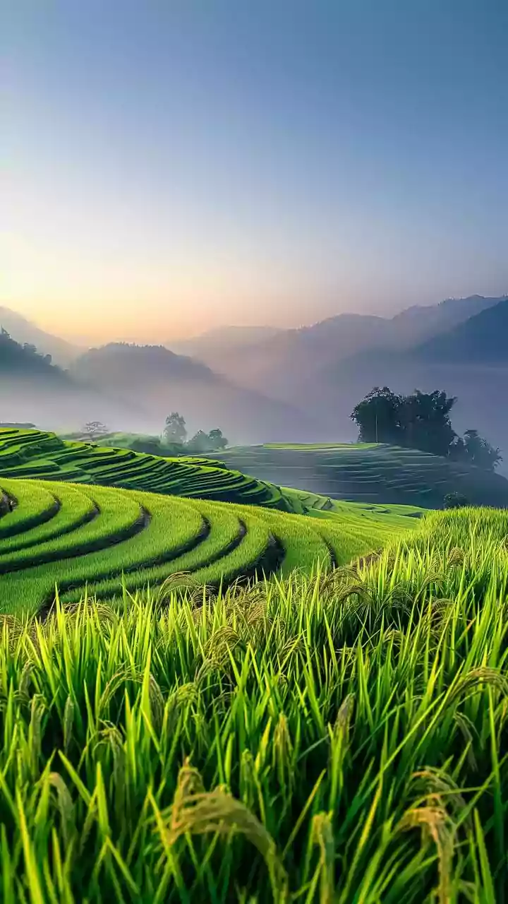 Why Rice Prices And Conflict Matters Without Turning It Into An Investment Call