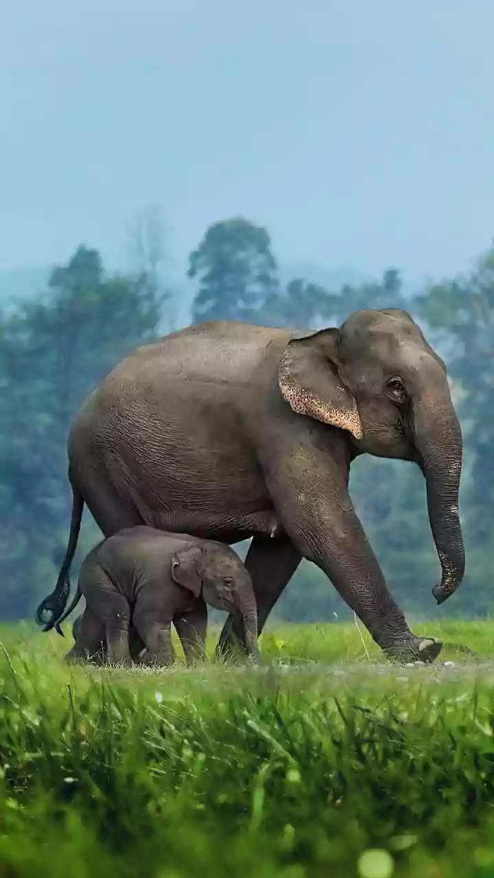 Monsoon Months Are Giving August Wildlife Tourism A Strong Boost