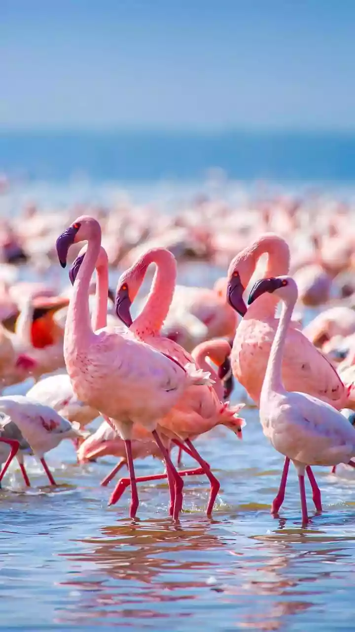 Navi Mumbai's Pink Visitors: Unveiling the Migratory Journey of Flamingos