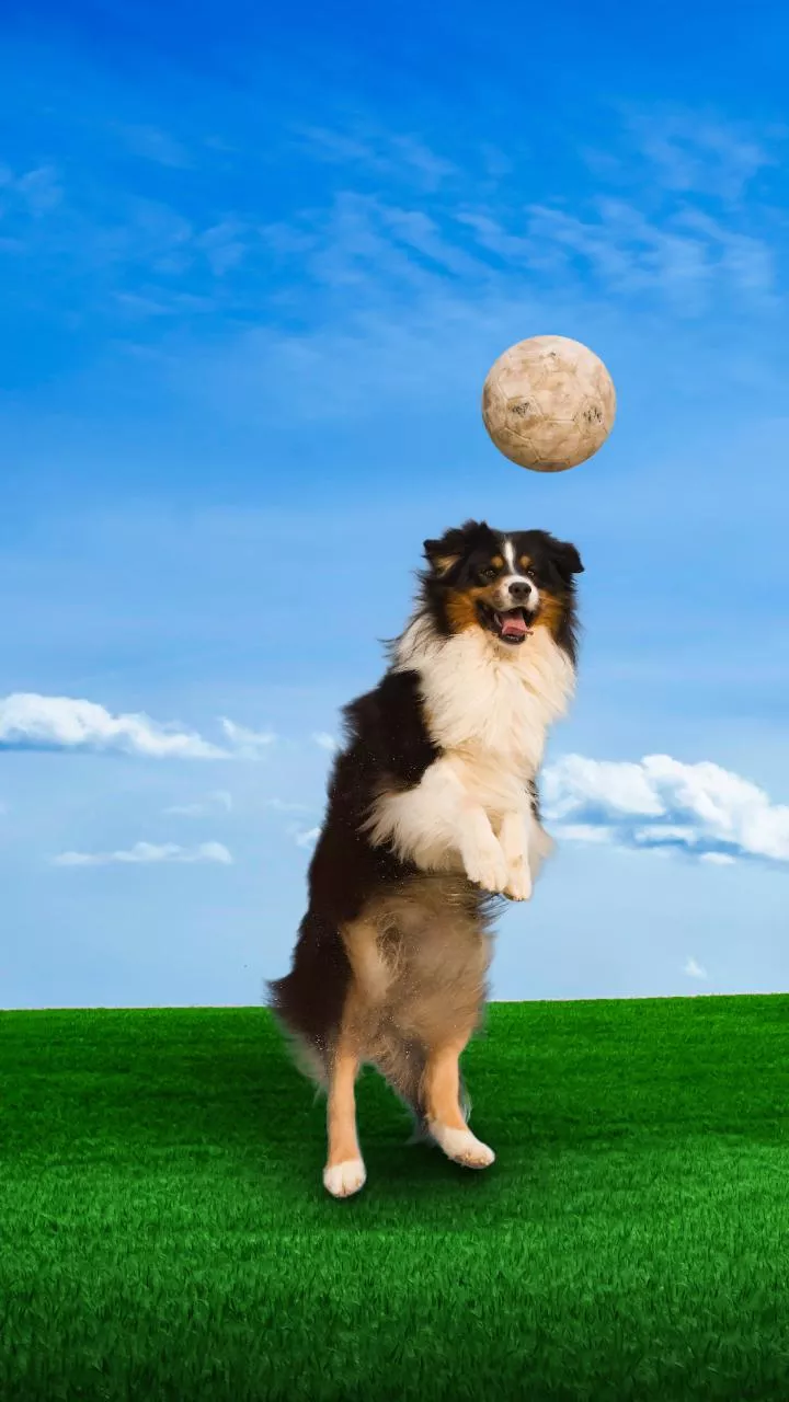 6 ways to give your dog a richer life, from ‘sniffaris’ to sensory gardens