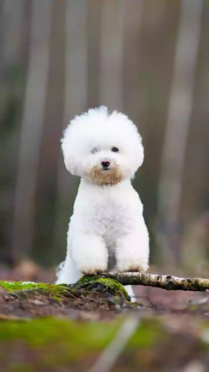 8 Teddy Bear-Like Dog Breeds: Get Ready to Fall in Love!