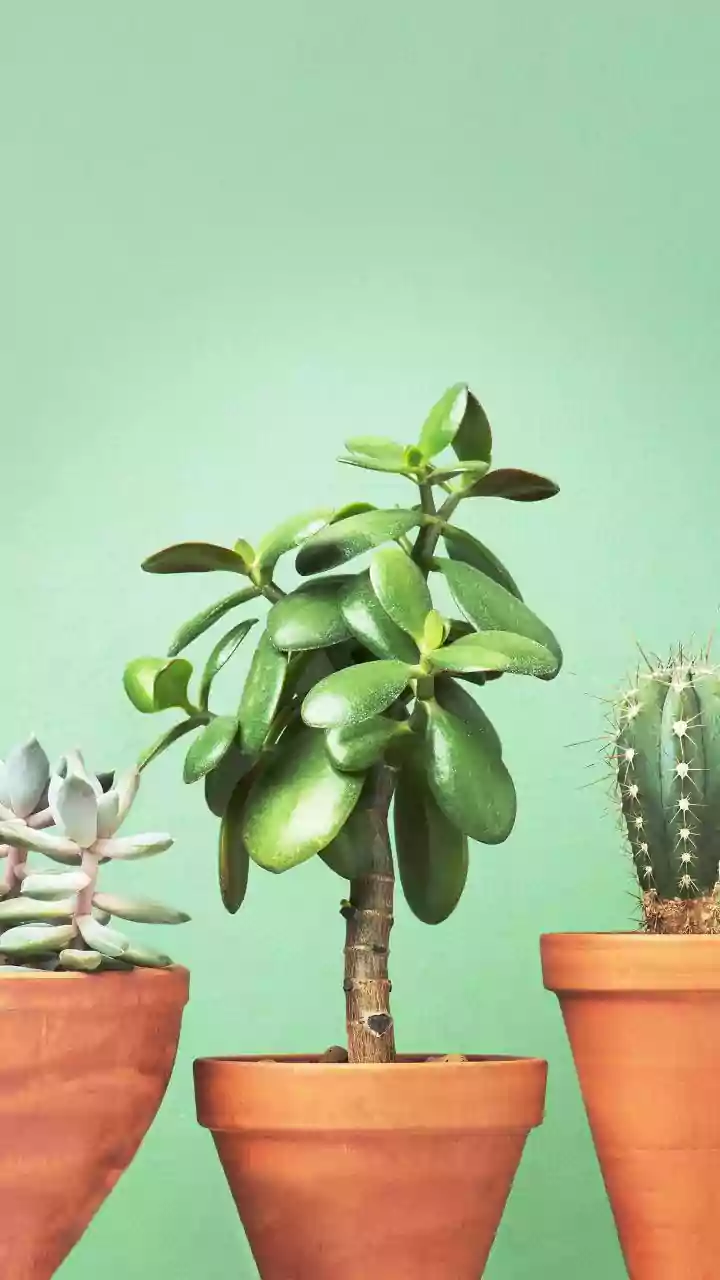 Plants Bring Instant Life To Tired Corners