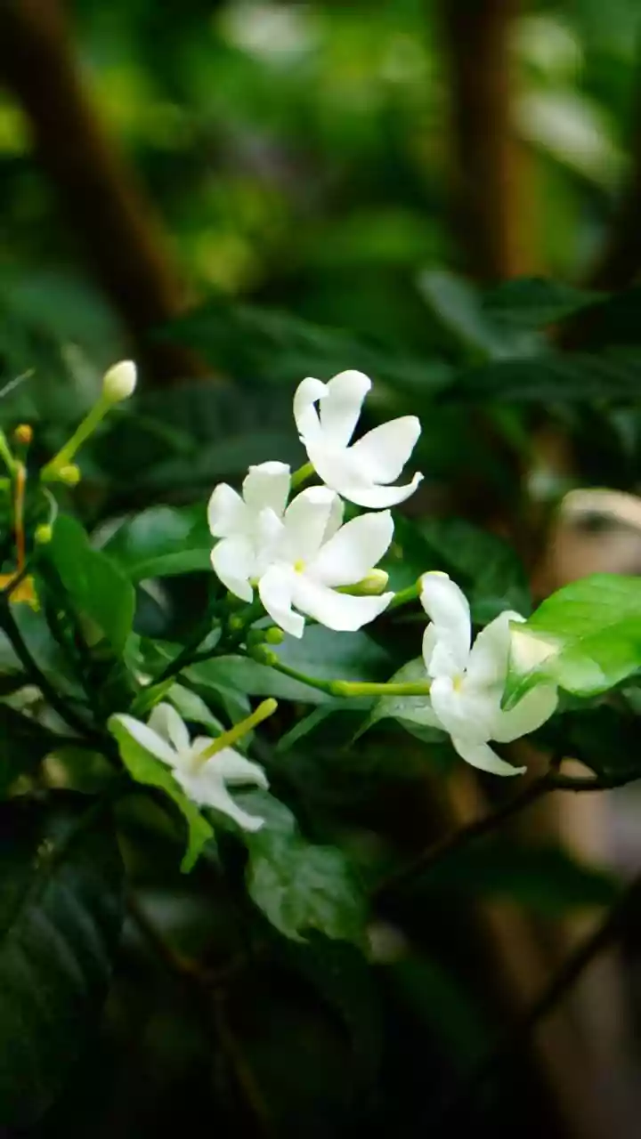 7 plantas perfumadas para deixar a casa naturalmente cheirosa