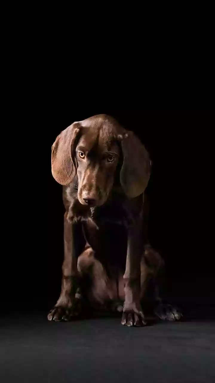 Pet doente ou sem energia? Saiba como fazer uma limpeza espiritual no animal
