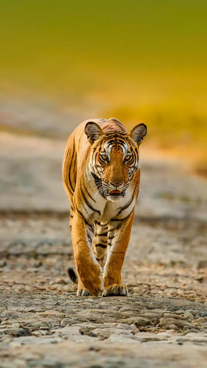 Top 5 North Indian Safari Gates: Tiger Spotting Hotspots!