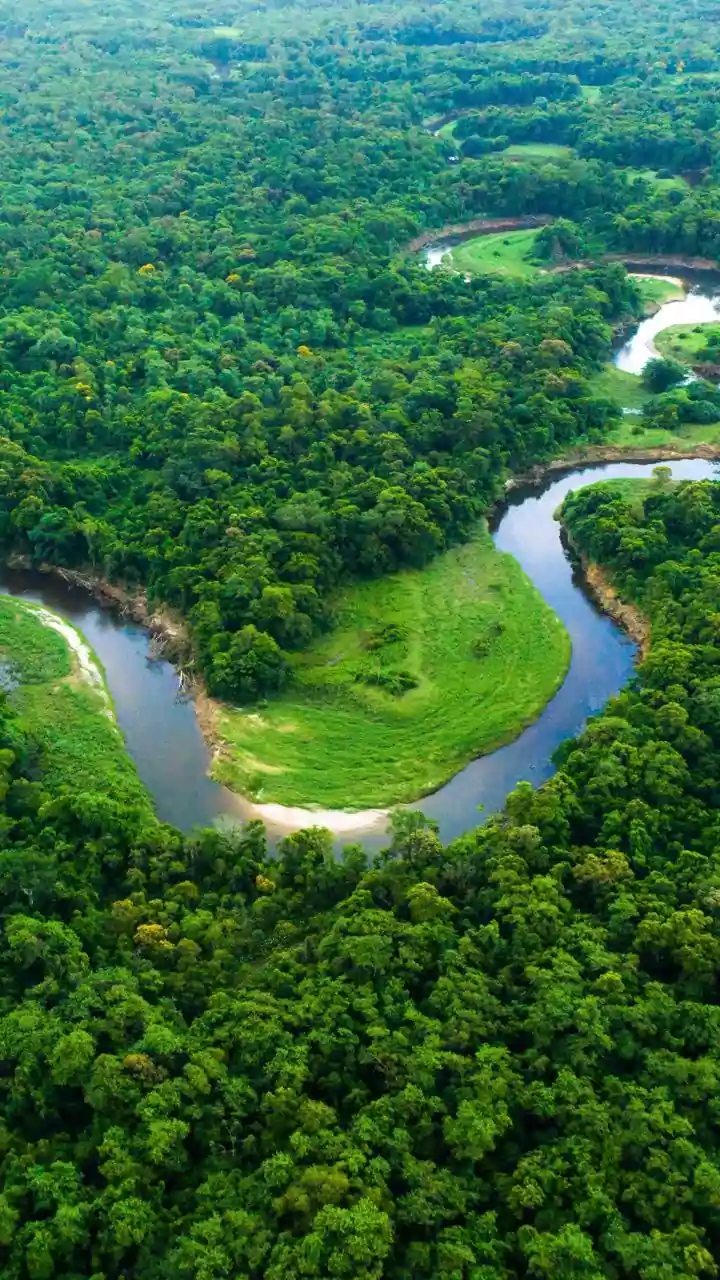 South Andaman's Rainforest Birding Trail Puts Guide Quality in Focus