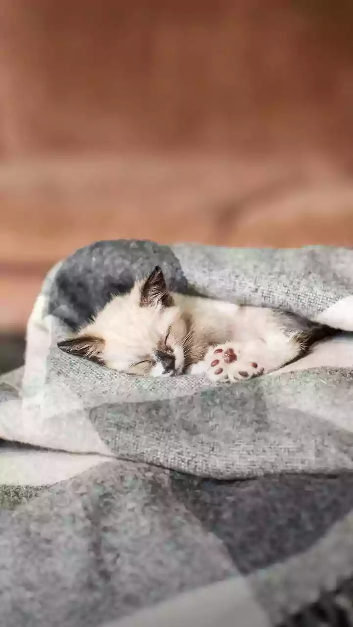 Sleep During Rainy Season: What A Better Routine May Offer