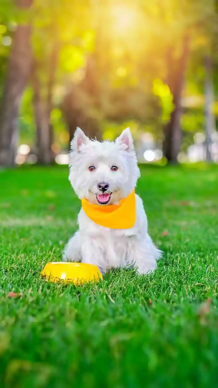 Organic Cotton Bandanas Are the Hottest Summer Fashion Trend For Pets