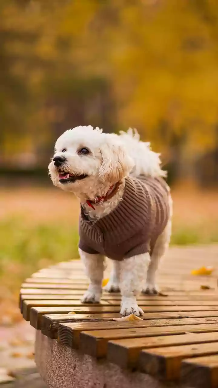 Monsoon pet accessories go viral — raincoats and boots trend