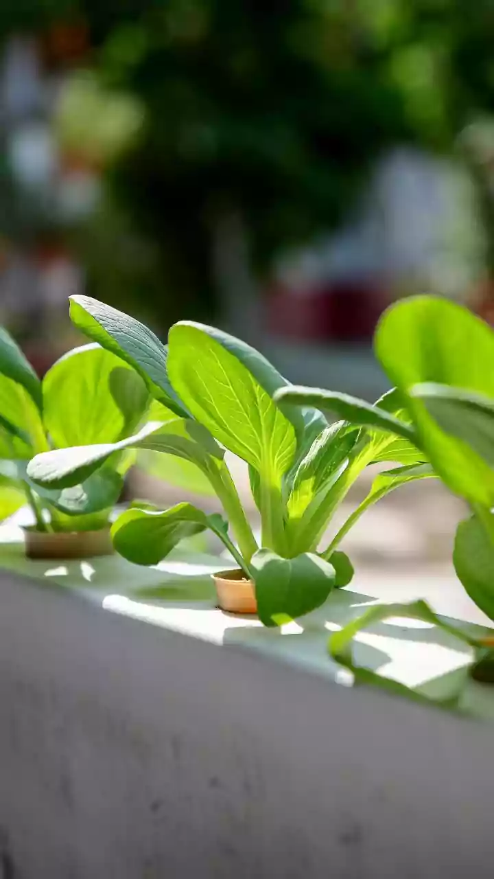 Winter's Chill: Safeguarding Your Indian Urban Garden from Frost
