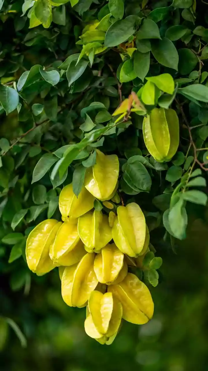 Unearth Exotic Flavors: 10 Unique Fruit Trees for Botanical Travelers