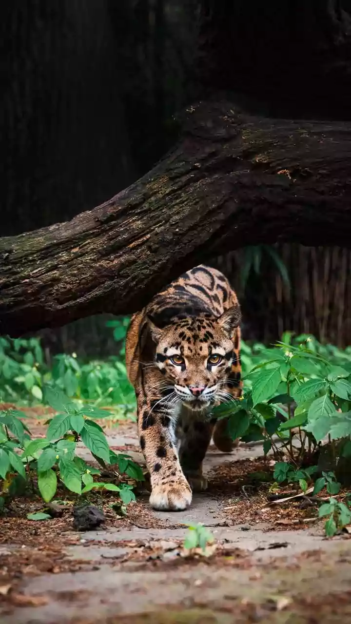 Rainy Forests Hide Incredible Wildlife Waiting To Be Spotted