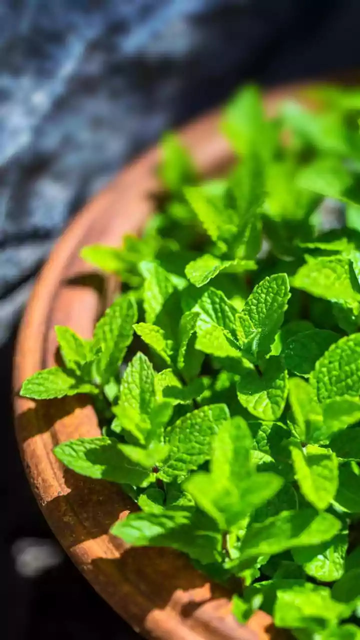 Simple Balcony Herb Ideas For Homes With Limited Natural Sunlight