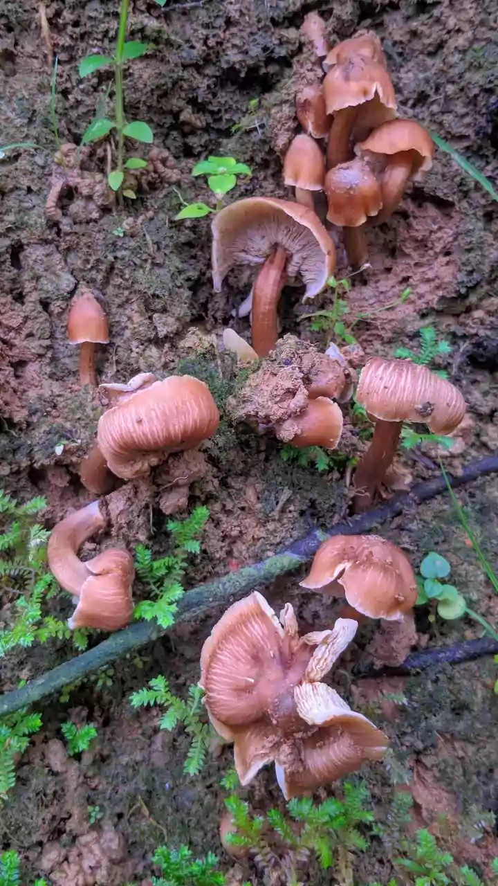 Mushrooms Are Having A Big Monsoon Moment