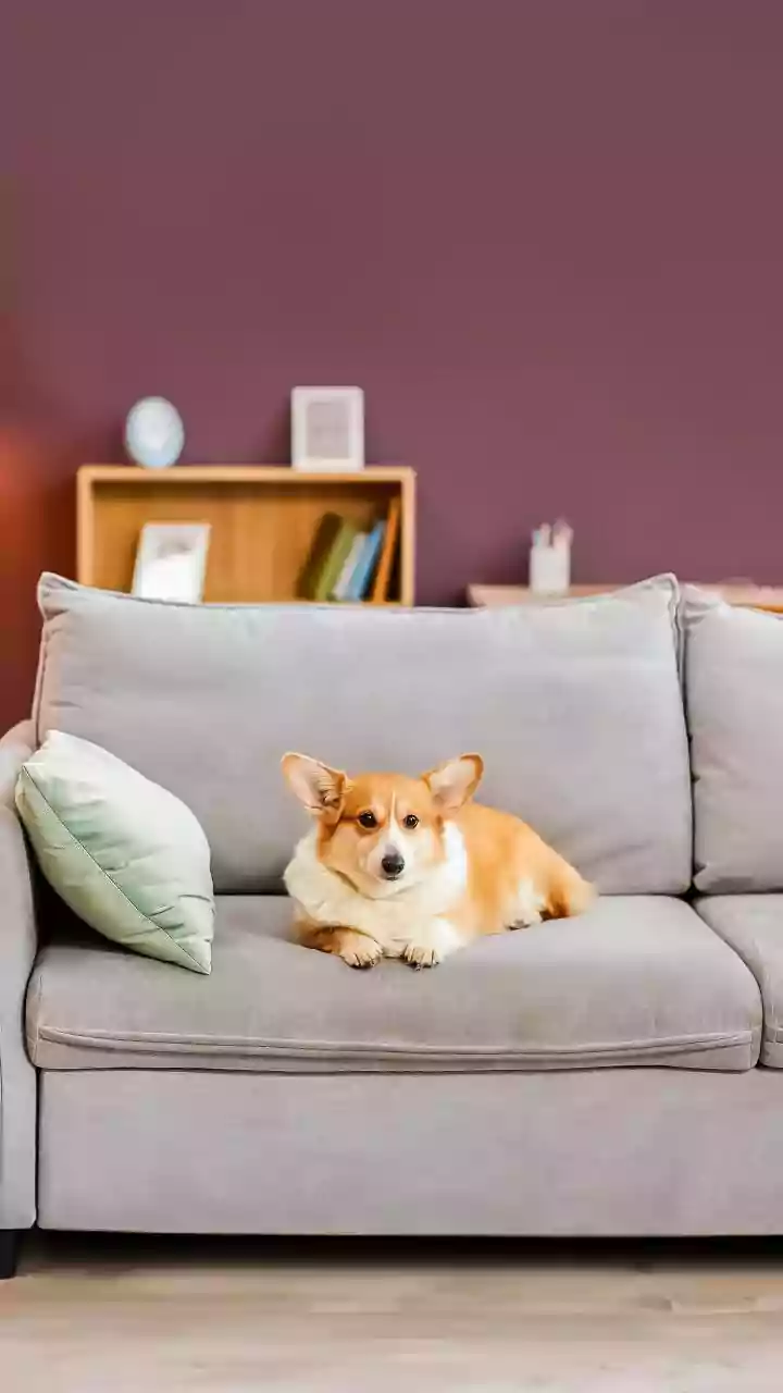 7 Adorable Pocket-Sized Dog Breeds Perfect for Cozy Homes