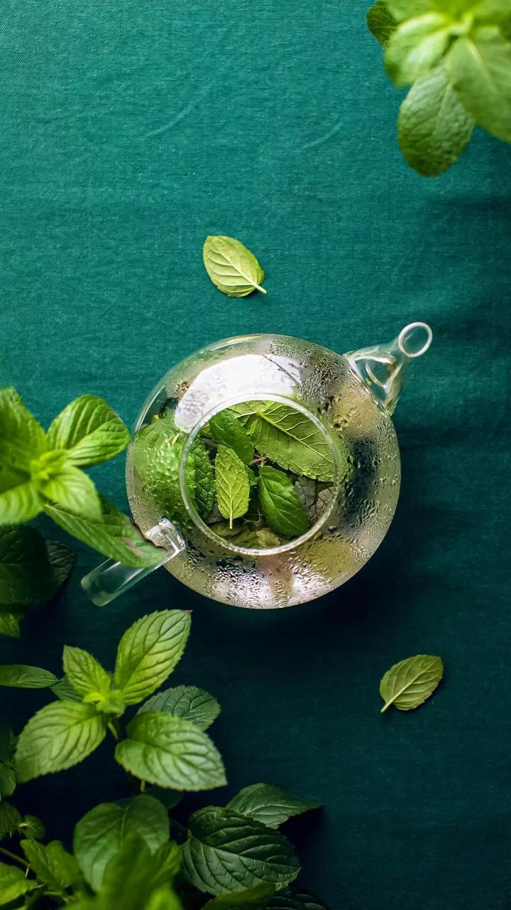 Leftover mint and coriander stems make rich zero waste herb oil infusions
