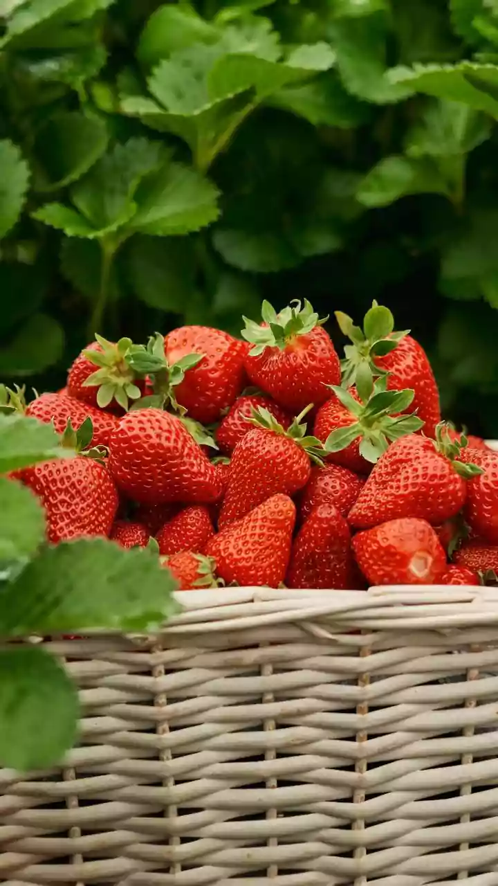 Climate Volatility Pushes Indian Strawberry Farms Towards Protected Cultivation