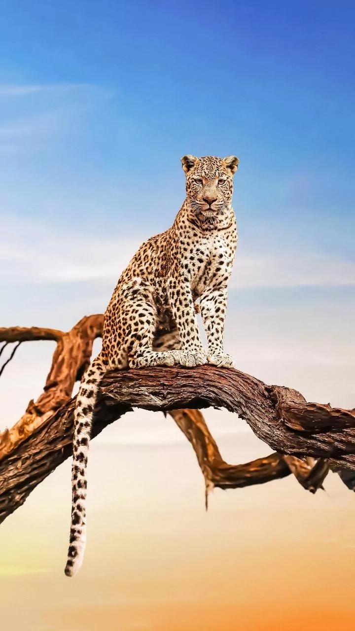Ranthambore's New Booking-Season Surge: Understanding Flexible Safari Dates