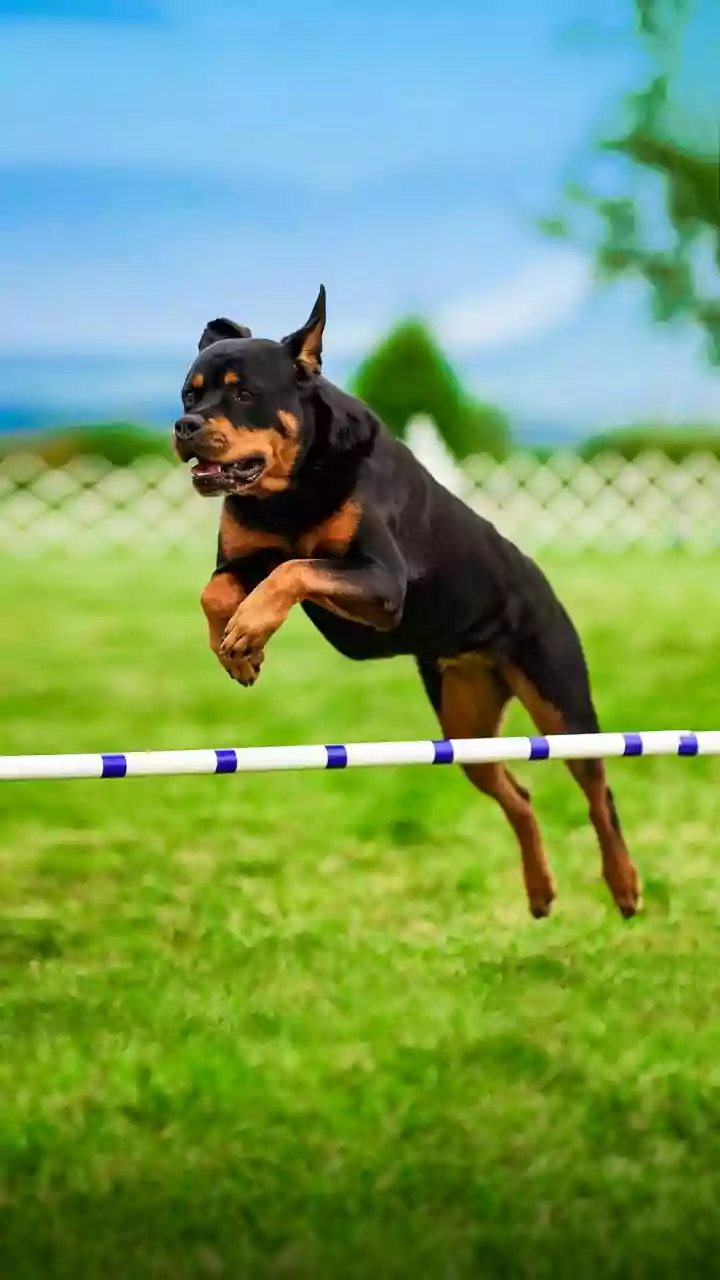 Top 8 Brilliant Canine Minds: Discover the World's Smartest Dog Breeds!