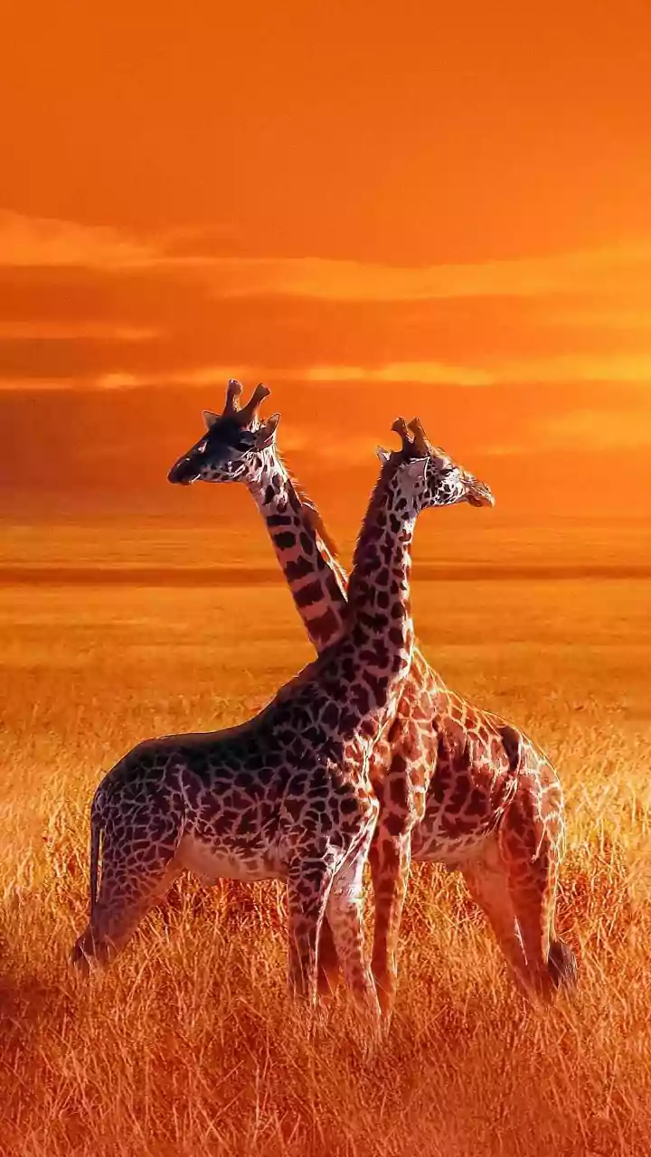 8 Remarkable Animals: Masters of Surviving Scorching Summer Heat