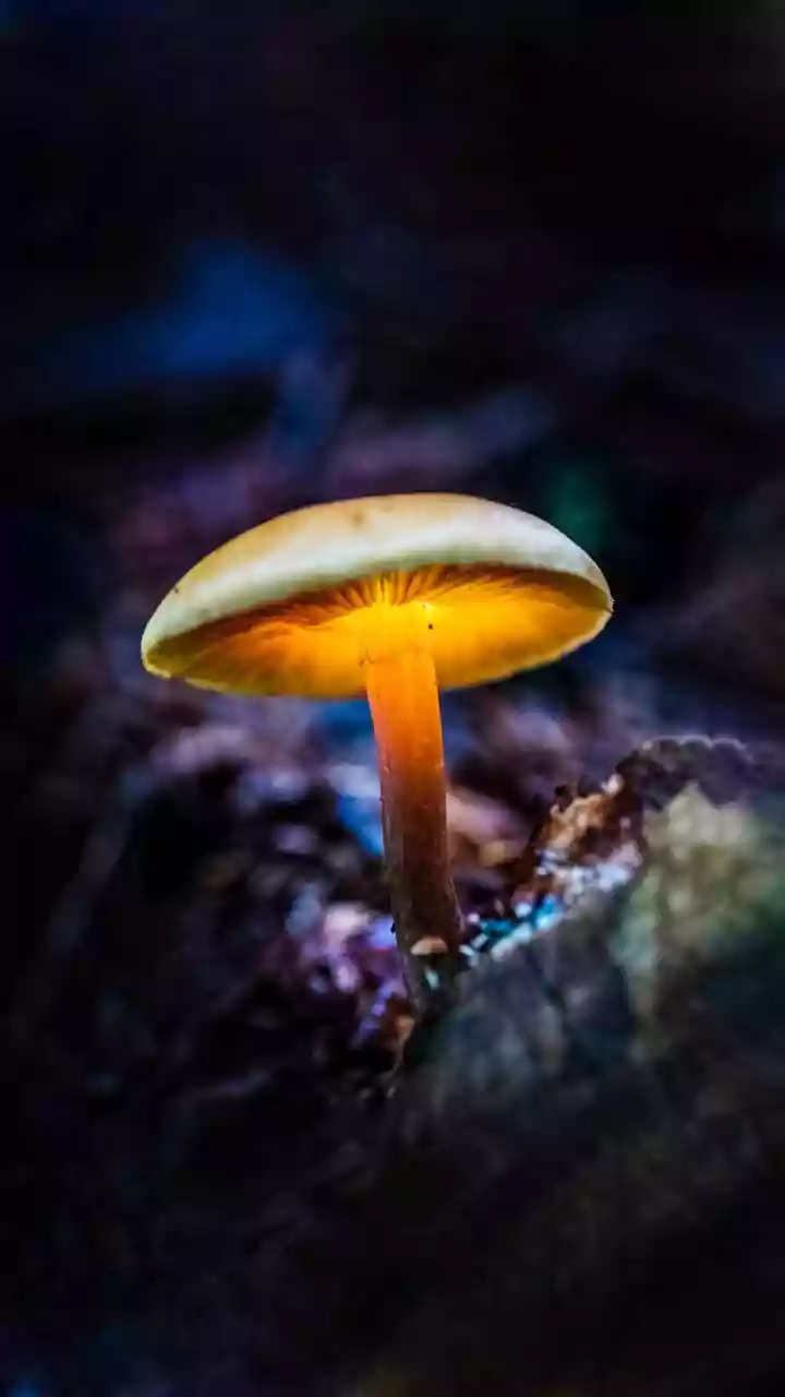 Mushroom Safety Guide For Indian Homes During Monsoon