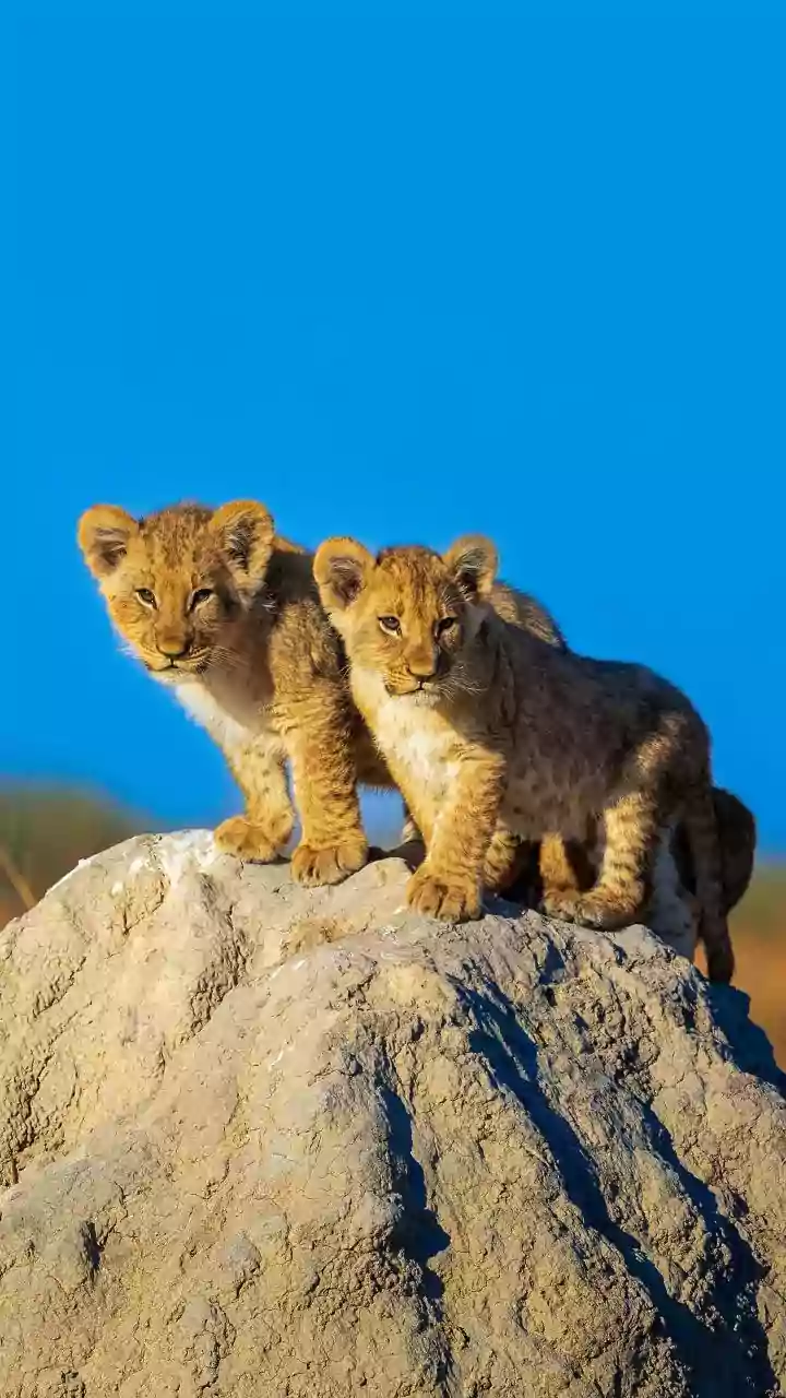 How Researchers Studied Asiatic Lions Settling Into Gujarat's Barda Sanctuary