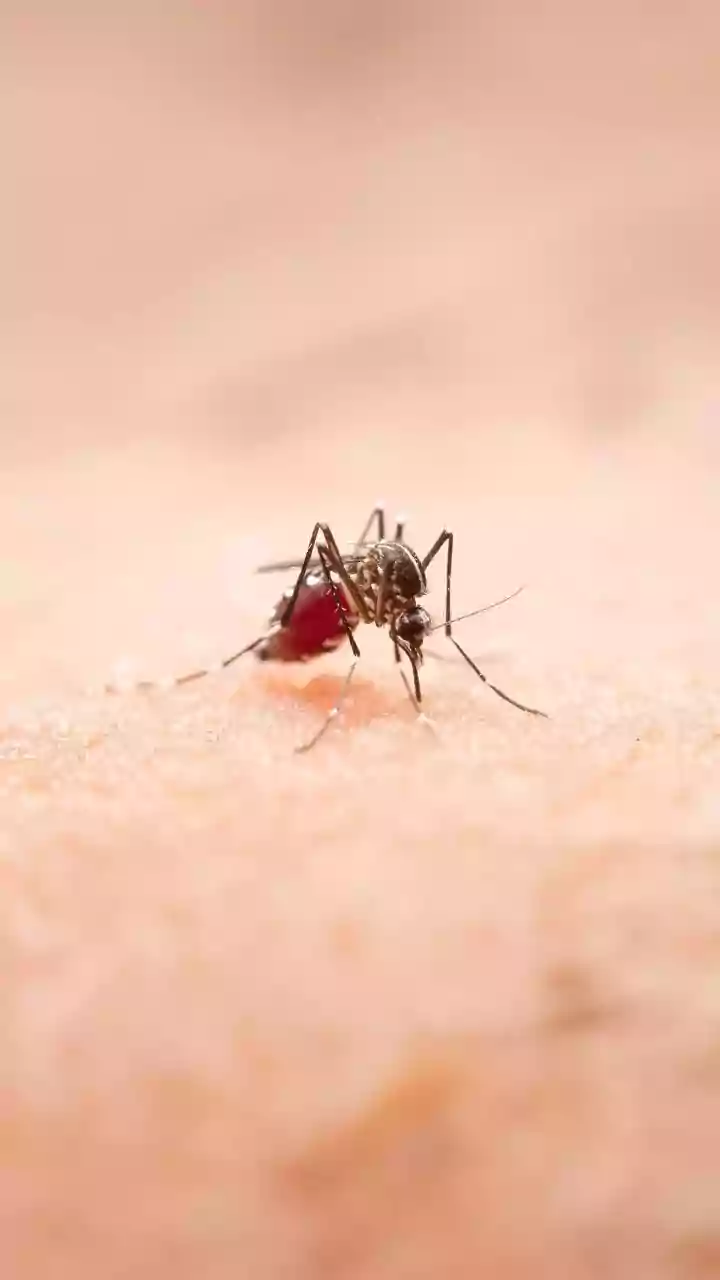 Mosquitos podem ser atraídos por repelentes, sugere estudo
