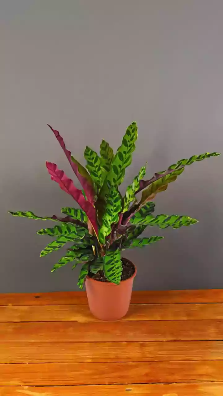 Why Tropical Home Garden Plants Include Calathea Lutea For Its Broad Leaves
