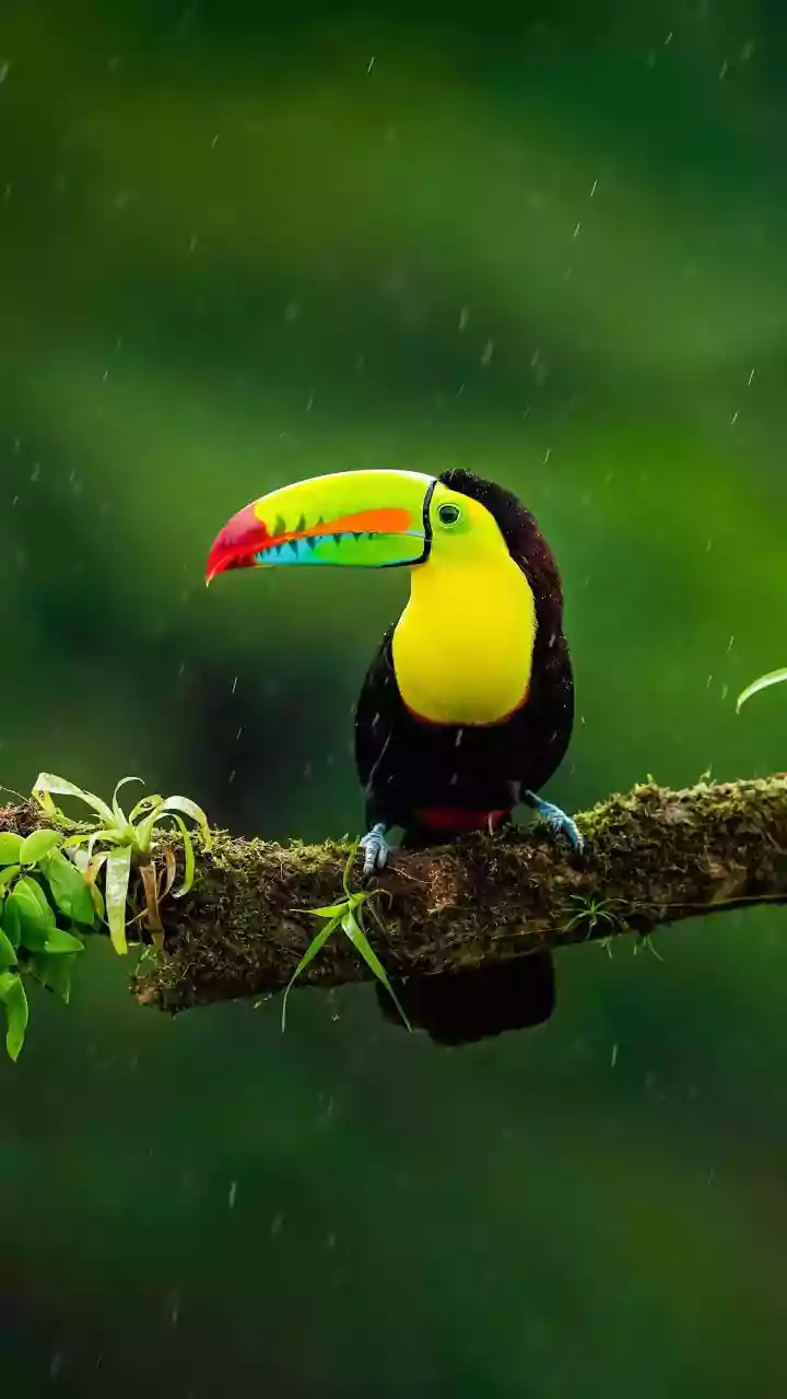Birds Make Rainy Mornings Feel Less Miserable