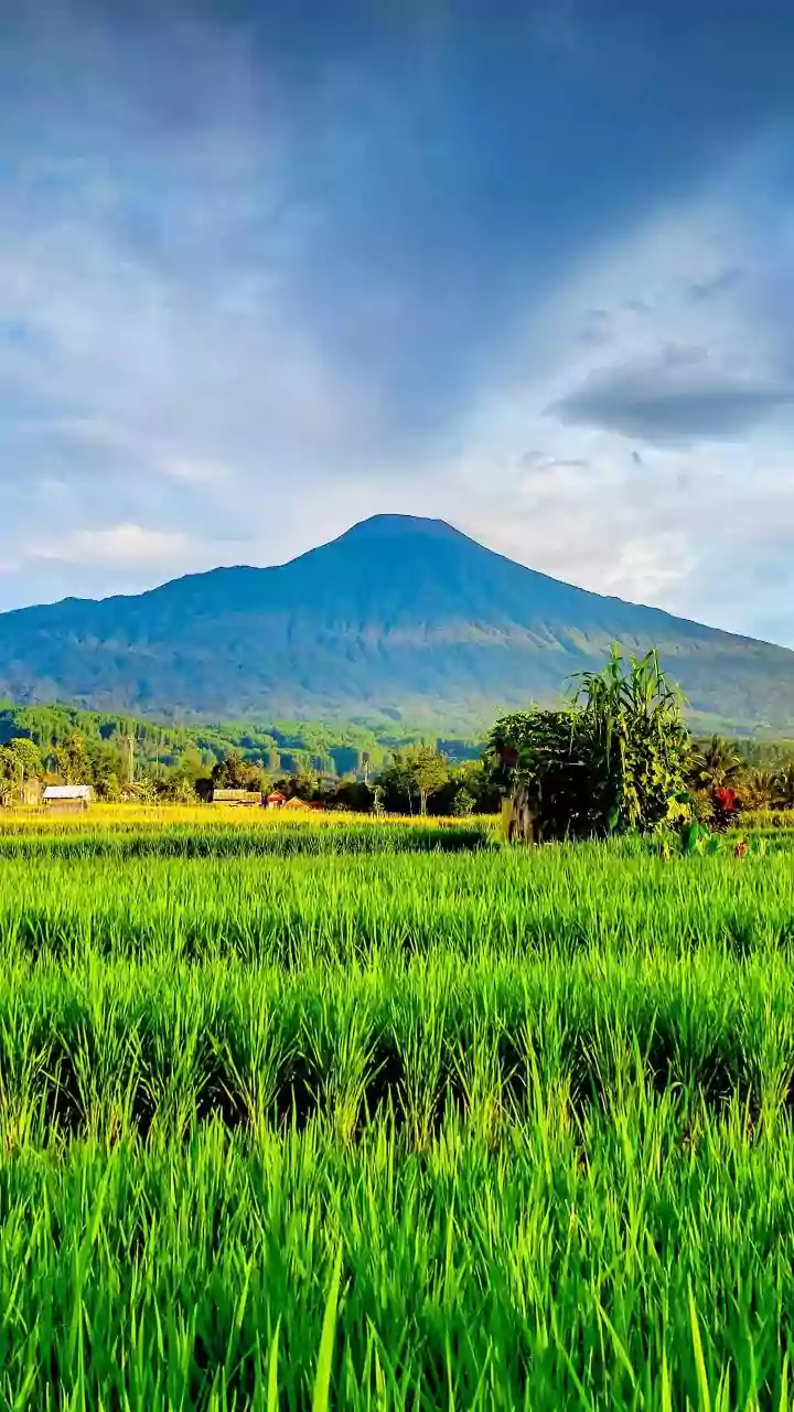 From Rainfall to Food Prices: The Possible Costs of El Niño