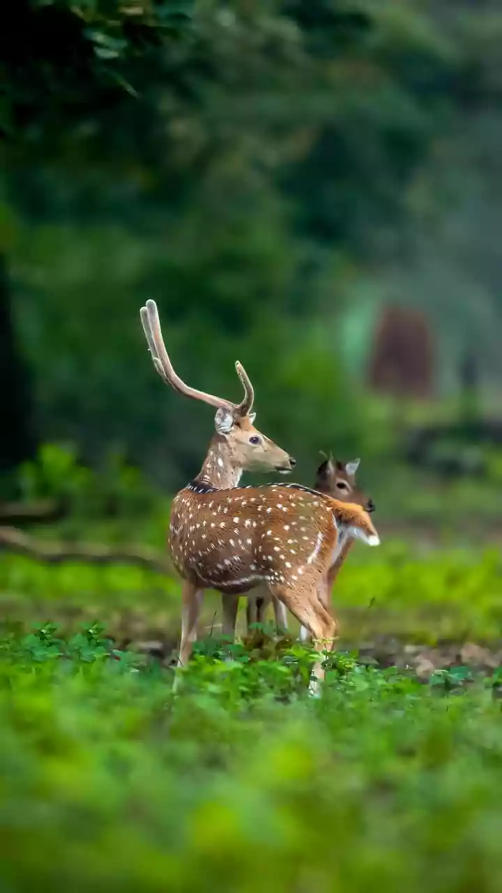 An Open Buffer Zone Does Not Mean the Core Area Is Accessible