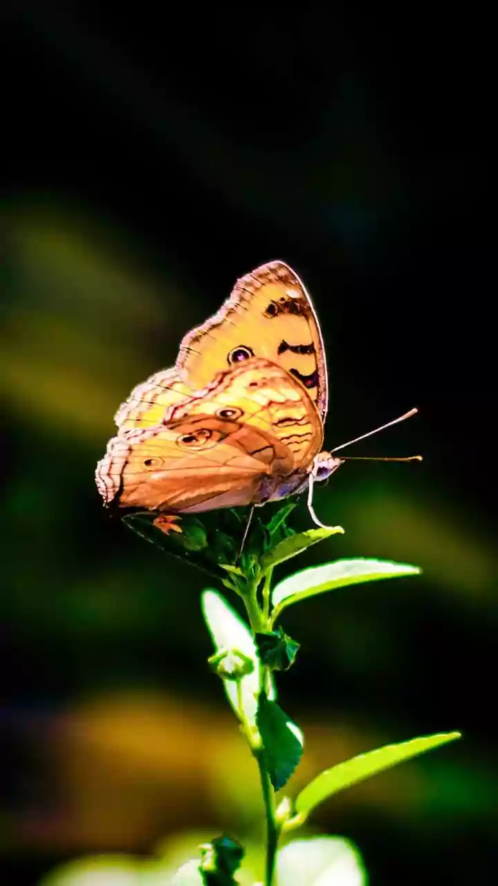 Butterfly Learnings Secures ₹65 Crore in Pre-Series B Funding