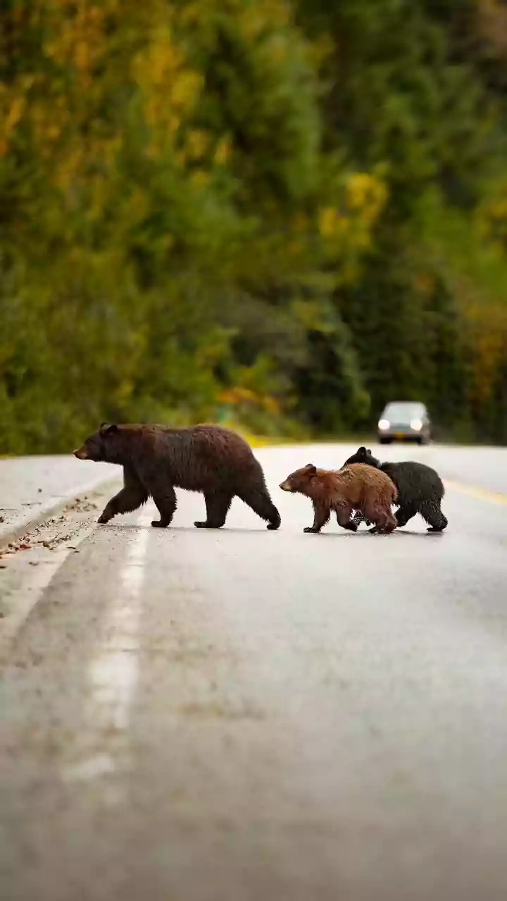 Vehicle Queues Can Turn Conservation Tourism into Disturbance