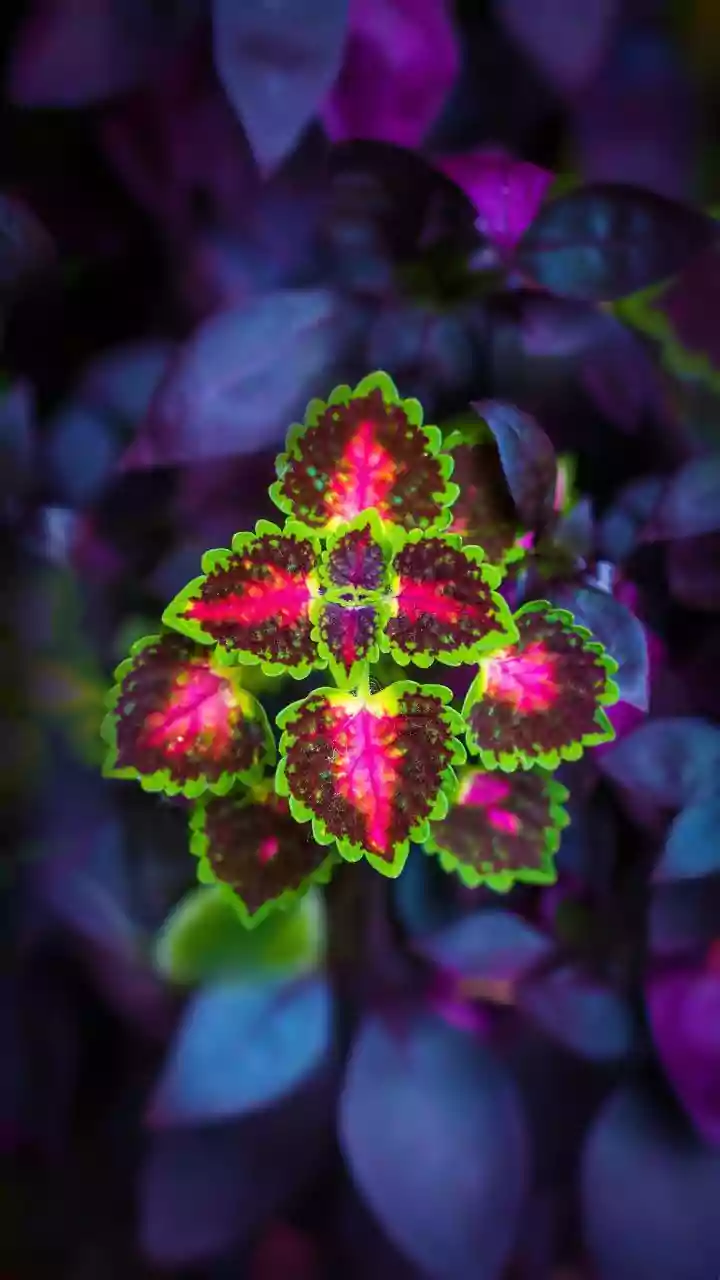 Nature's Wild Wonders: Unveiling the Most Bizarre and Brilliant Leaves