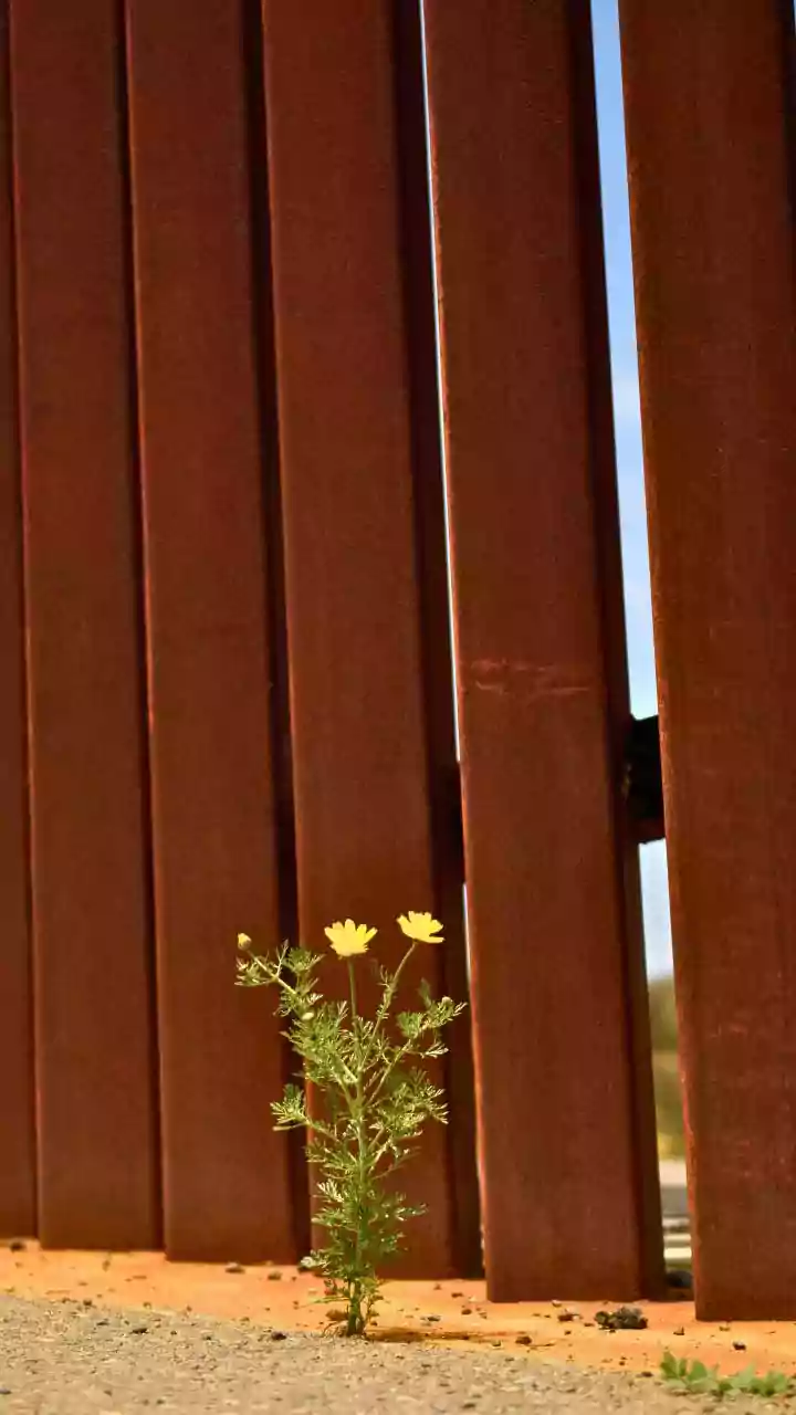 Organised Movement and Individual Desperation Combined in the Ceuta Border Surge